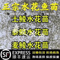 鯪魚(yú)水花苗土鯪魚(yú)苗淡水養(yǎng)殖餌料魚(yú)麥鯪魚(yú)苗泰鯪魚(yú)苗飼料魚(yú)水花苗