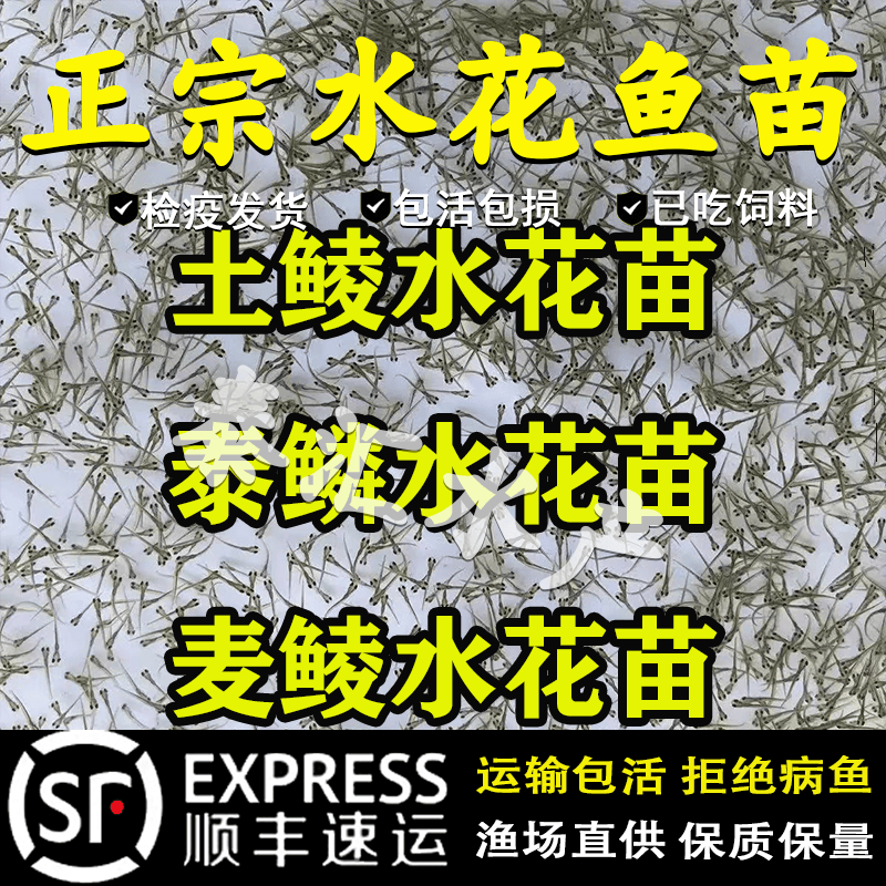 鲮鱼水花苗土鲮鱼苗淡水养殖饵料鱼麦鲮鱼苗泰鲮鱼苗饲料鱼水花苗