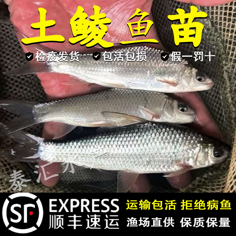 土鲮鱼苗优质鲮鱼苗淡水活体养殖麦鲮鱼泰鲮鱼苗可食用土鲮小鱼苗