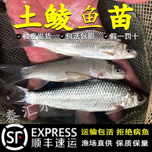 土鲮鱼苗优质鲮鱼苗淡水活体养殖麦鲮鱼泰鲮鱼苗可食用土鲮小鱼苗