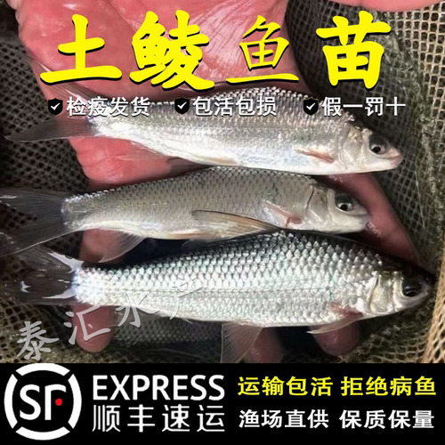 土鲮鱼苗优质鲮鱼苗淡水活体养殖麦鲮鱼泰鲮鱼苗可食用土鲮小鱼苗