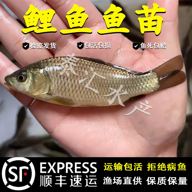 鲤鱼鱼苗批发淡水鱼塘养殖食用稻花鱼稻田鲤建鲤花背红尾鲤小鱼苗