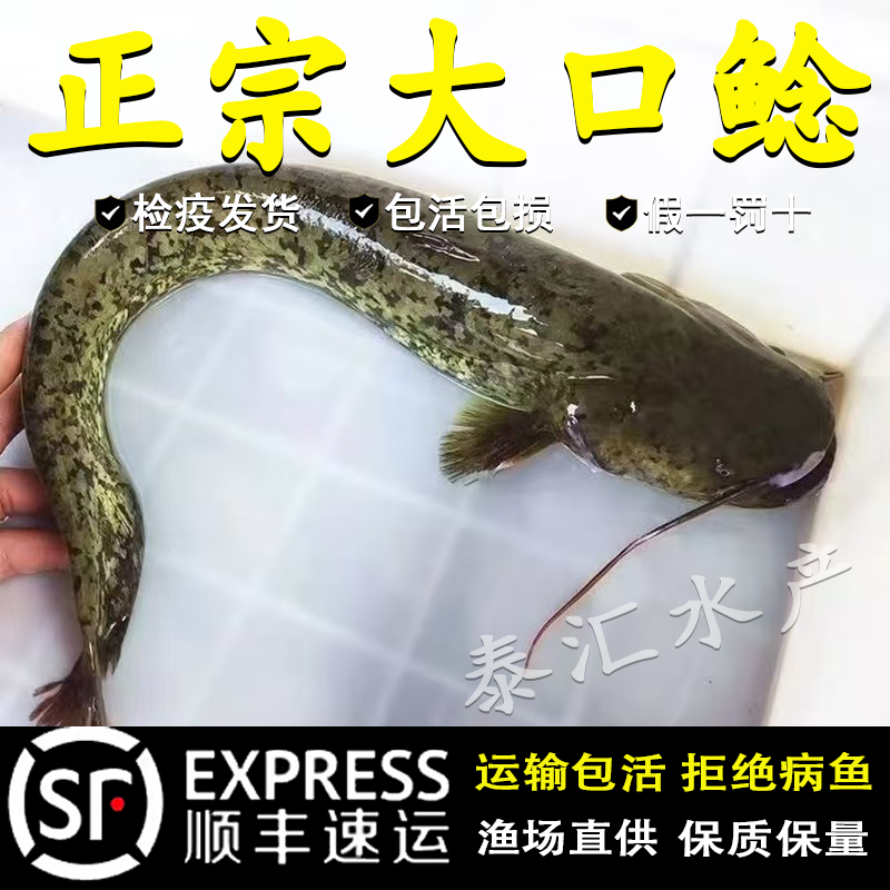 大口鲶鱼苗淡水养殖食用二须凶猛鲶鱼苗大型冷水鱼南方大口鲶鱼苗