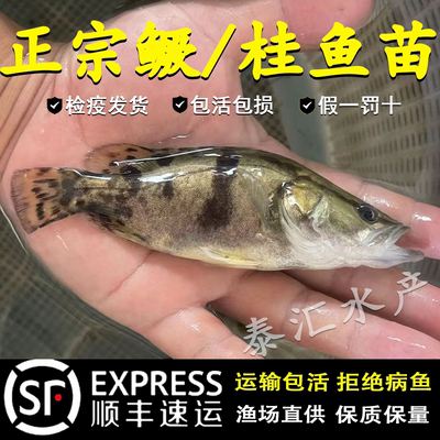 鳜鱼苗桂花鱼苗淡水白鳜翘嘴鳜大眼鳜斑鳜观赏肉食大规格鱼苗批发