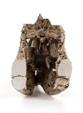 恐龙头骨模型树脂工艺品单脊龙骷髅头动物骨架研究参考动物骷颅头