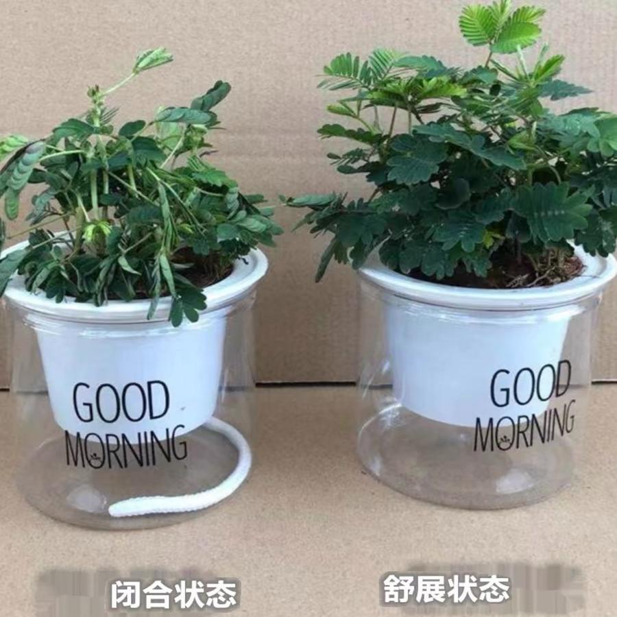 含羞草小盆栽室内阳台四季植物常青易种花卉怕羞草害羞草趣味植物