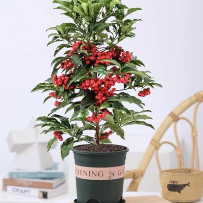 金玉满堂花植物带果发货富贵籽盆栽黄金万两室内客厅年宵花绿植