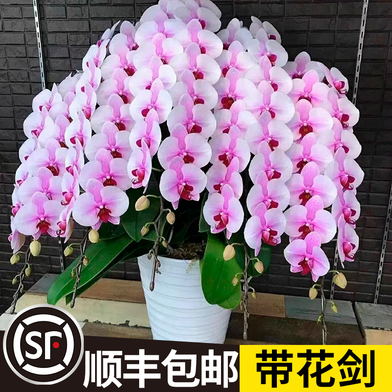 蝴蝶兰花苗带花剑带花苞盆栽兰花大苗客厅室内植物花卉四季好养活