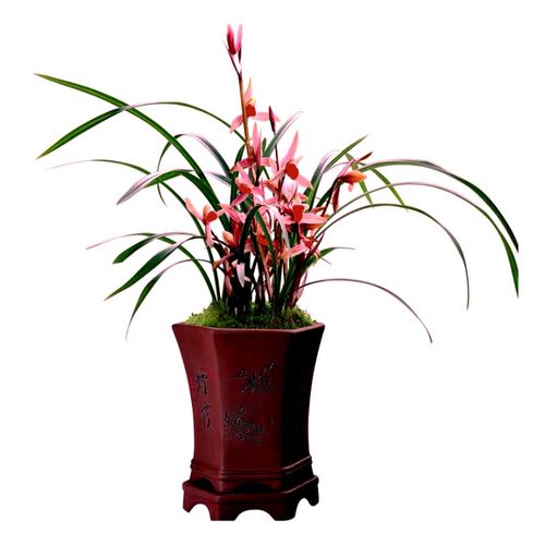 兰花盆栽植物室内春剑都江红素y带花苞浓香型好养阳台客厅名贵兰