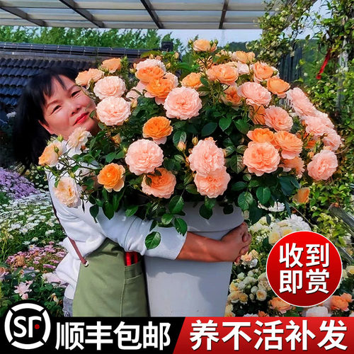 果汁阳台月季花苗盆栽特大花四季开花卉带花苞阳台U观赏植物好养