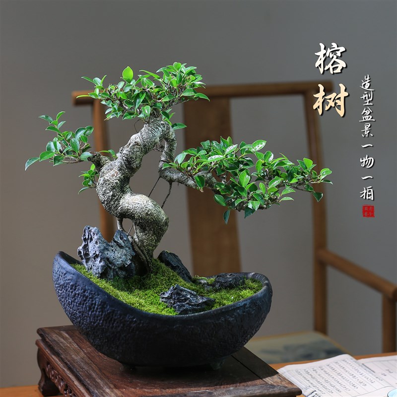 榕树盆栽一物一拍盆景庭院造型老桩室内好M养耐阴绿植四季常绿盆