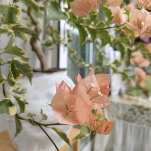 三角梅马f斯 在线选苗 原生大苗