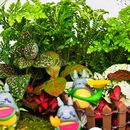 20微景观生态瓶成品缸盆景玻璃苔藓创意植物造U景材料室内桌面