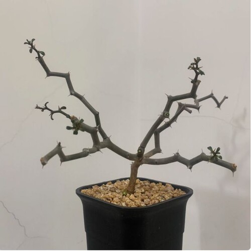 弯曲龙Decaryia madagascariensis Choux多肉植物龙树科