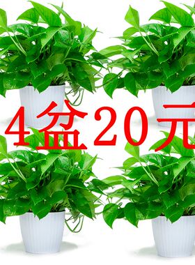 绿萝盆栽净化空气吸除甲醛客厅植物室内水培绿植垂吊大叶长藤绿箩