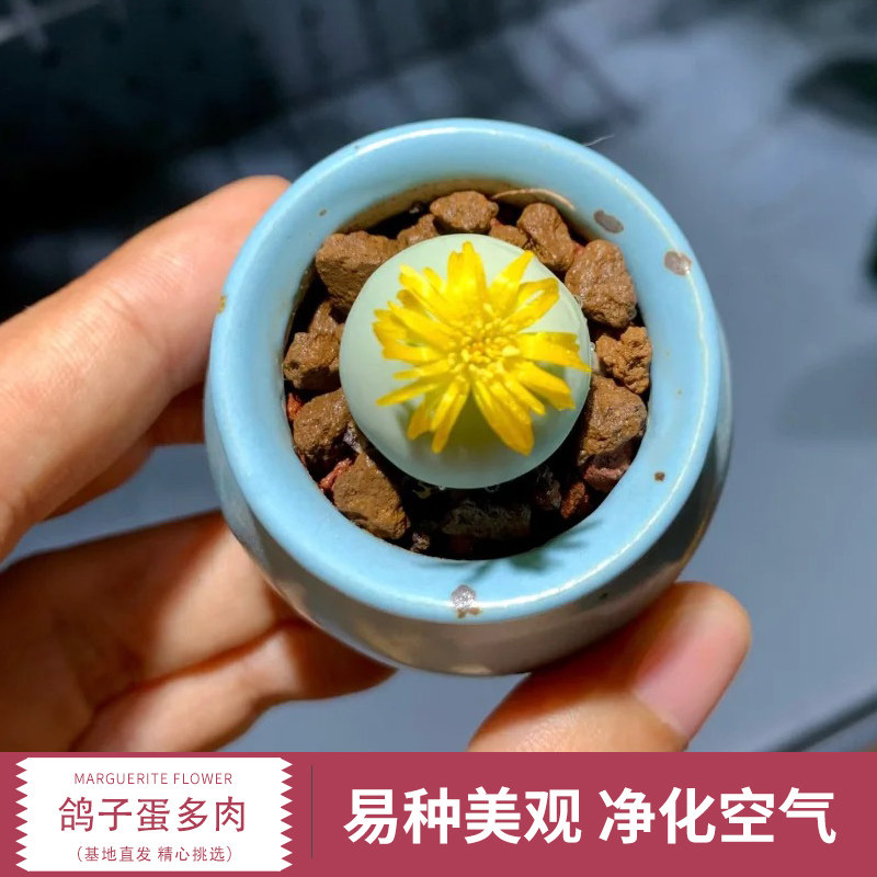 速发鸽子蛋肉锥多肉生石花植物组肉植物萌肉肉肉合盆栽室内台办公