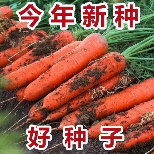 三红九寸红胡萝卜种子四季胡萝卜种子水果黄红萝卜兔子草种籽子