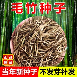 竹子种子孑苗四季常青庭院紫竹黄金竹罗汉竹耐寒春秋竹笋毛竹种籽