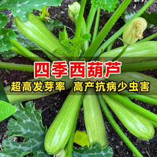 奶油西葫芦种籽可生吃小白瓜籽角瓜种孑熏瓜荨瓜秧苗笋瓜种子大全