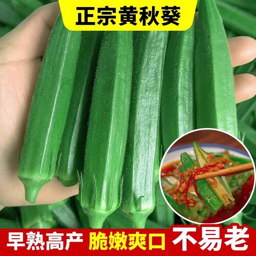 黄秋葵种子水果秋葵种籽四季菜苗秧苗菜孑红秋葵蔬菜种籽阳台盆栽