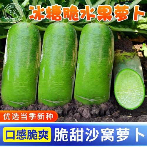 冰糖水果沙窝萝卜种子甜脆青皮青肉萝卜四季阳台盆栽秋蔬菜种籽孑