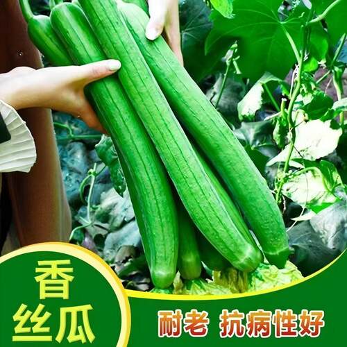 长香丝瓜籽早熟长顺直耐热爬藤特长丝瓜庭院阳台四季蔬菜种子大全