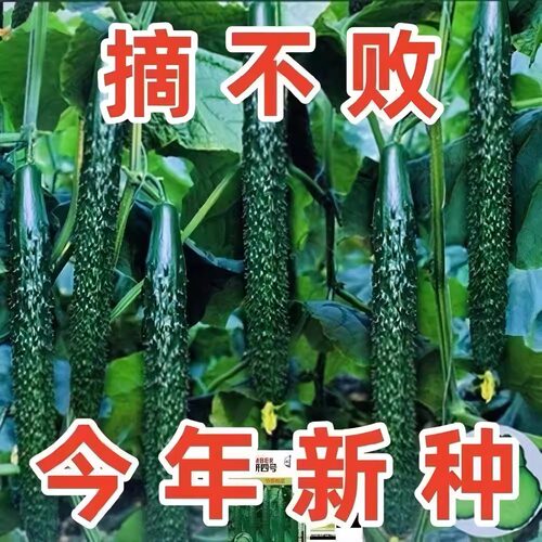 津研四号黄瓜种子绿肉绿心节节有瓜密刺青黄种子农家水果黄瓜种籽