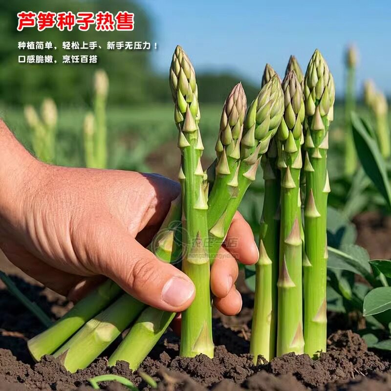 芦笋种孑种子苗根苗种根根种苗盆栽根苗籽四季播种盆栽蔬菜菜种籽