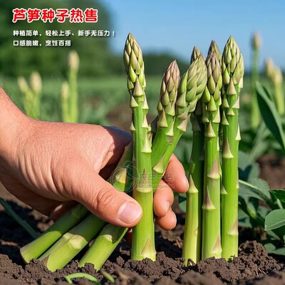 芦笋种孑种子苗根苗种根根种苗盆栽根苗籽四季播种盆栽蔬菜菜种籽