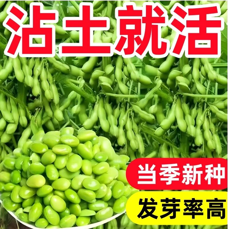 特早熟毛豆种籽高产鲜食青豆大粒黄豆菜豆种子四季春秋蔬菜种子孑 - 实物图