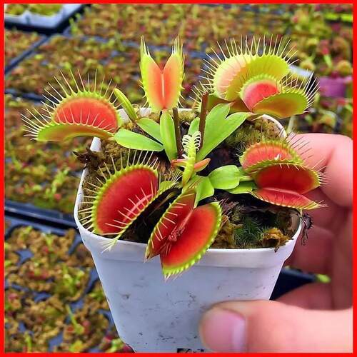 食虫草捕蝇草猪笼草种子