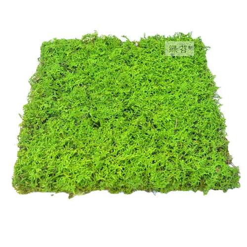 永生苔藓大灰藓枯山水干景软装青苔藓球苔藓墙染色青苔沙盘
