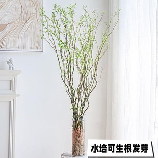 快速发货水培植物龙柳鲜枝切花水养绿H植雪柳干支室内吊钟泡水长