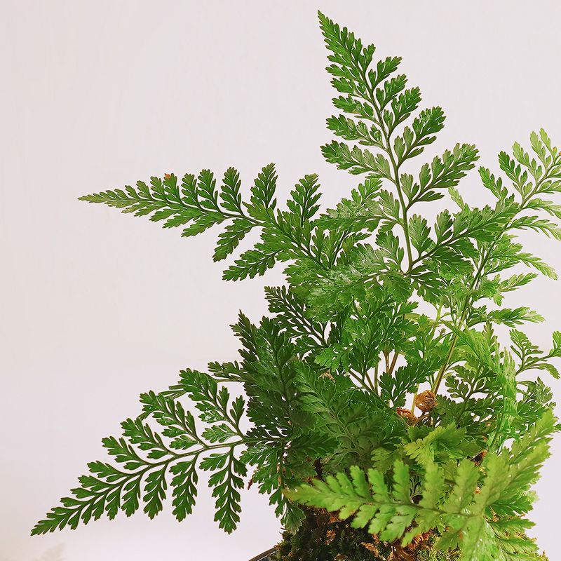 狼尾蕨苔藓球水培植物小叶赤楠盆栽桌面绿植摆S件室内茶桌小盆景