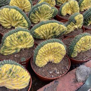 多闻柱缀化锦 多轮柱多伦柱仙人掌