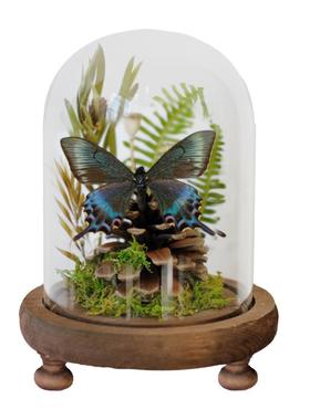 蝴蝶盆景标本装饰摆件昆虫玻璃罩微景观生态动植物干花主题展示