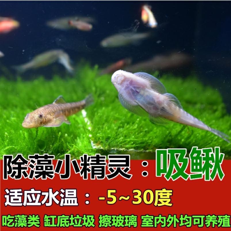 速发冷水清道夫 吸鳅 爬岩鳅观赏鱼冷水鱼鱼常年不加温观赏鱼原生