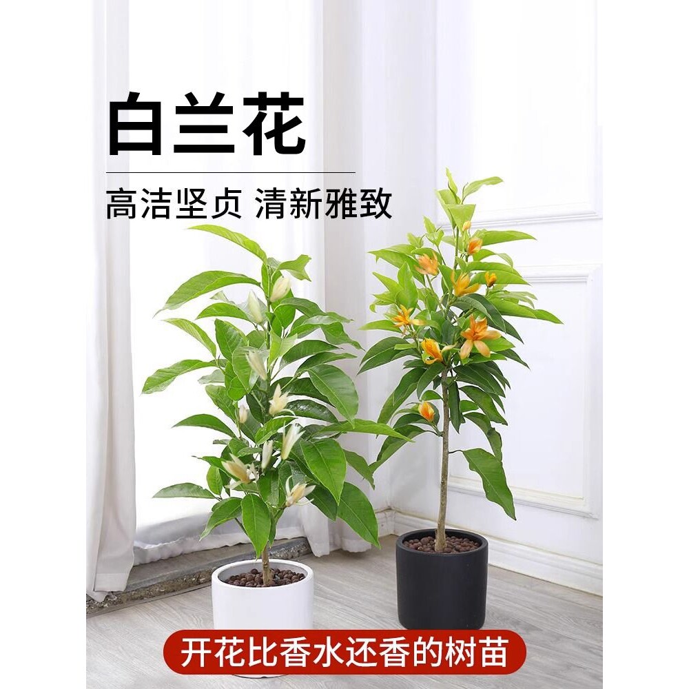 白兰花盆栽玉兰花树苗花卉植物黄角兰黄果室内多季开花鲜花带