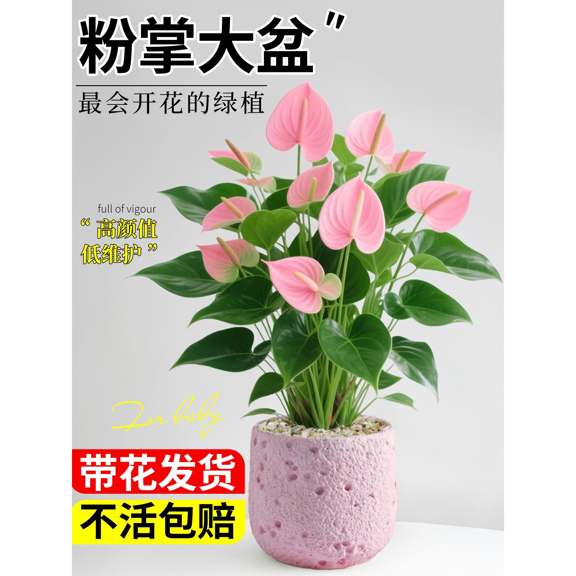 粉掌盆栽带花室内植物客厅办公室桌面绿植花卉盆景净化空气好