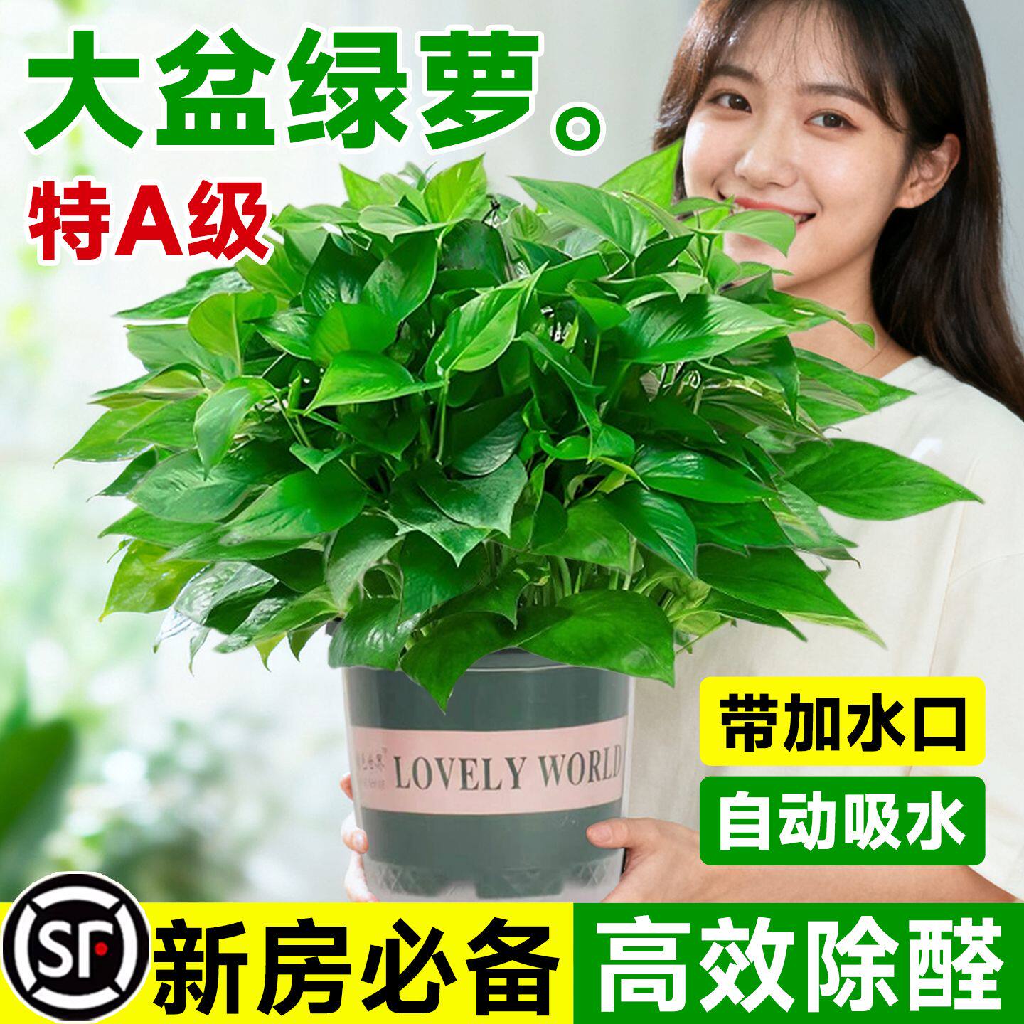 绿萝盆栽室内植物花卉绿植水培长藤垂吊大叶绿箩新房家用净化