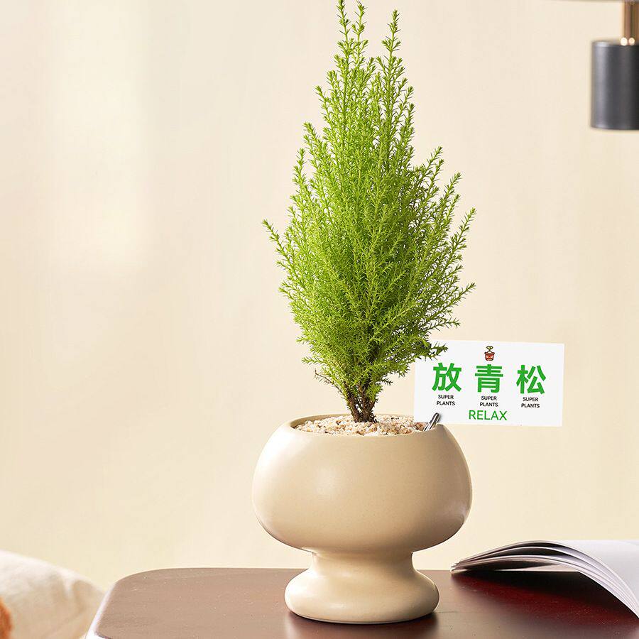 放青松小香松圣诞树盆栽植物办公室内桌面好养易活绿植带挂件摆件