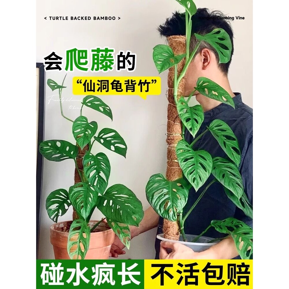 仙洞龟背竹盆栽爬藤植物室内好养四季观叶垂吊绿植适合懒人养