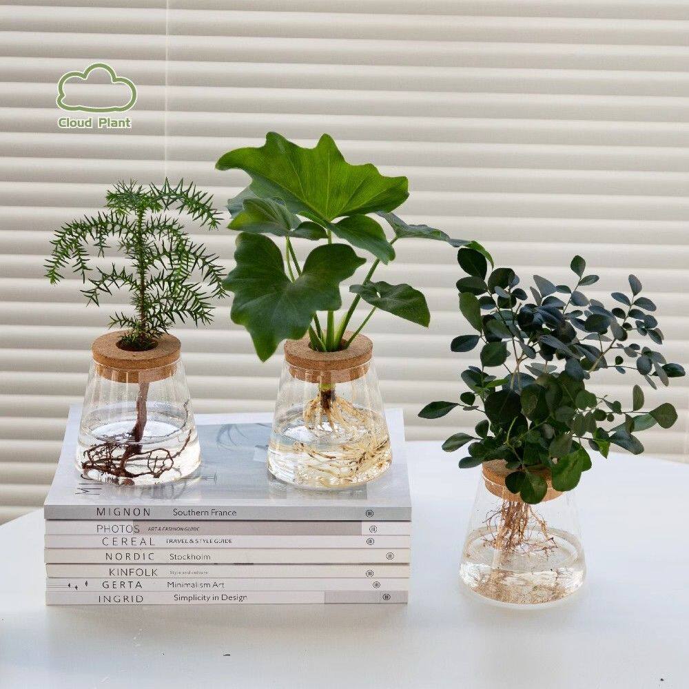 水培组合盆栽室内春羽绿植桌面盆景花卉礼物创意摆件植物除甲醛