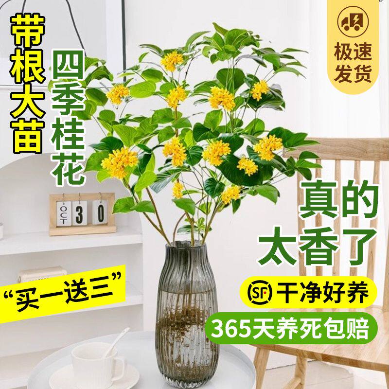 水培植物桂花树苗盆栽带花苞室内办公室桌面水养鲜花四季绿植