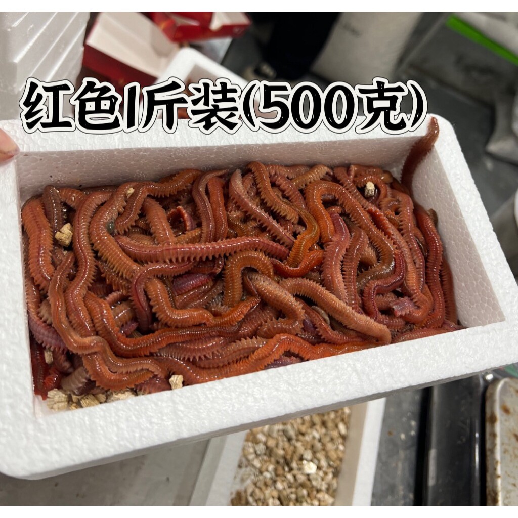 活沙蚕活饵红虫青虫海蜈蚣海蚯蚓海钓鱼饵路亚饵顺丰包邮可出口
