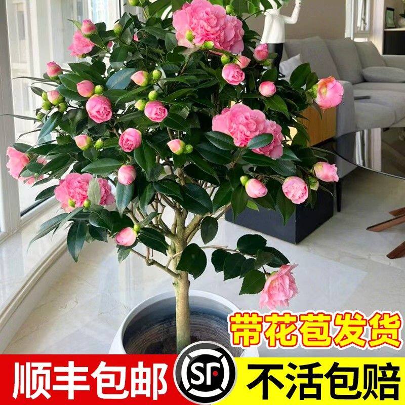 茶花树苗带花苞香妃盆栽花卉绿植室内植物山茶花耐寒懒人四季