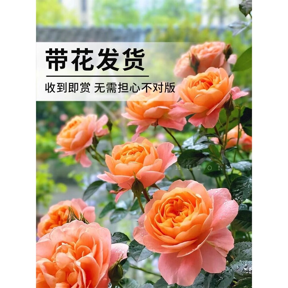 果汁阳台月季花苗盆栽带花苞花卉植物特大花玫瑰树苗鲜花阳台