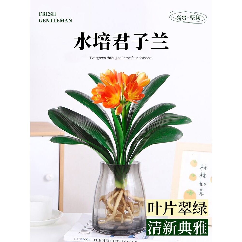 君子兰盆栽带花苞水培植物室内好养桌面净化空气绿植花卉四季