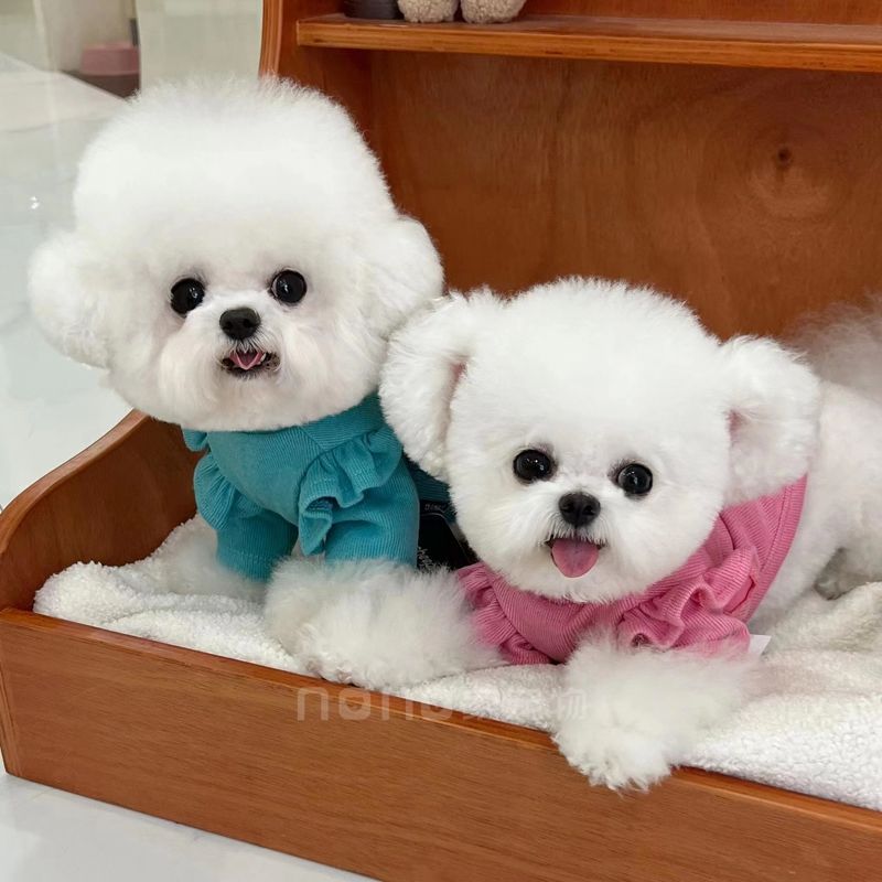 狗狗衣服秋冬新款舒适保暖小飞袖针织衫宠物猫咪中小型犬比熊泰迪
