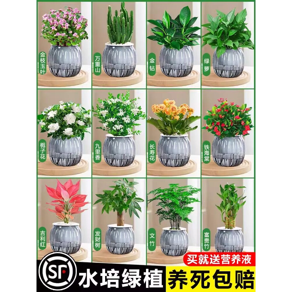 绿萝箩发财树绿植盆栽花卉室内净化空气桌面水培懒人植物四季